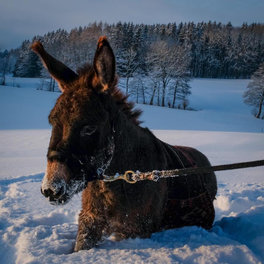 Moosmuehle Allgaeu Untrasried Zewnętrze zdjęcie