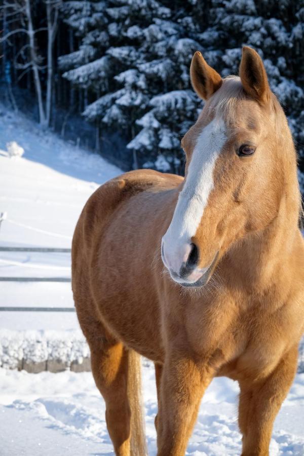 Moosmuehle Allgaeu Untrasried Zewnętrze zdjęcie